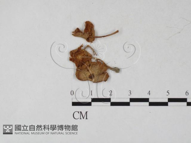 登錄號:F0027263藏品圖，第1張