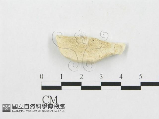 登錄號:F0007263藏品圖，第1張