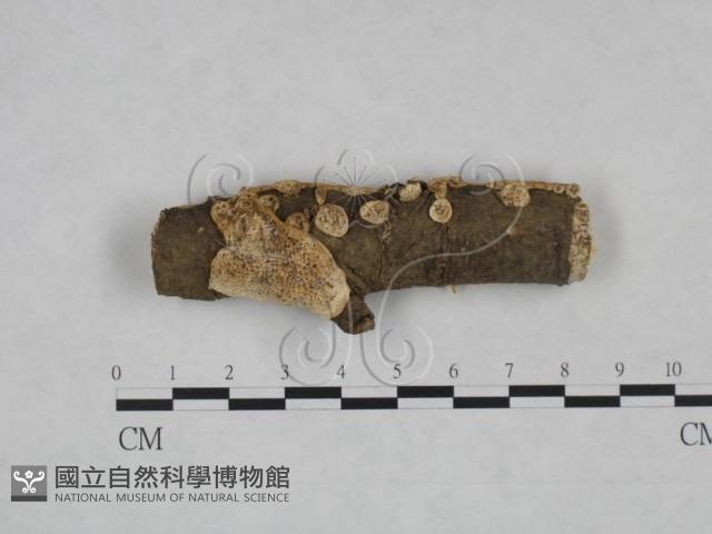 登錄號:F0025263藏品圖，第1張