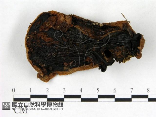 登錄號:F0005263藏品圖，第1張