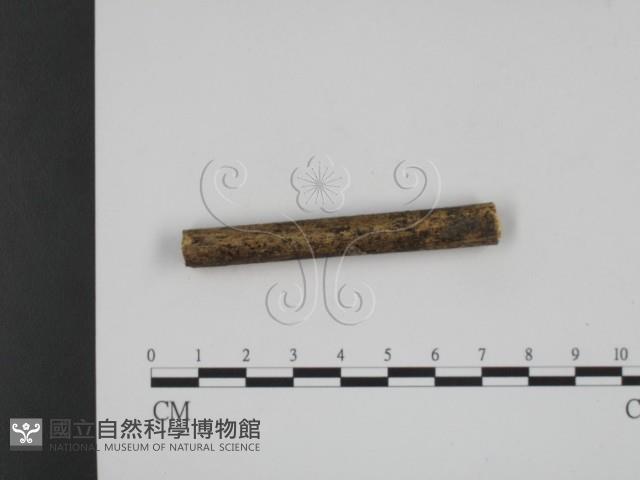 登錄號:F0009263藏品圖，第1張