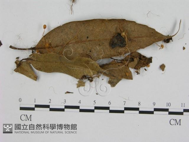 登錄號:F0003263藏品圖，第1張
