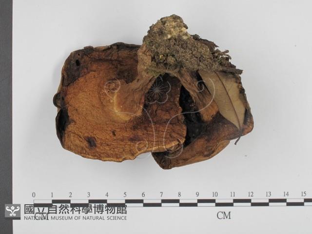 登錄號:F0013263藏品圖，第1張