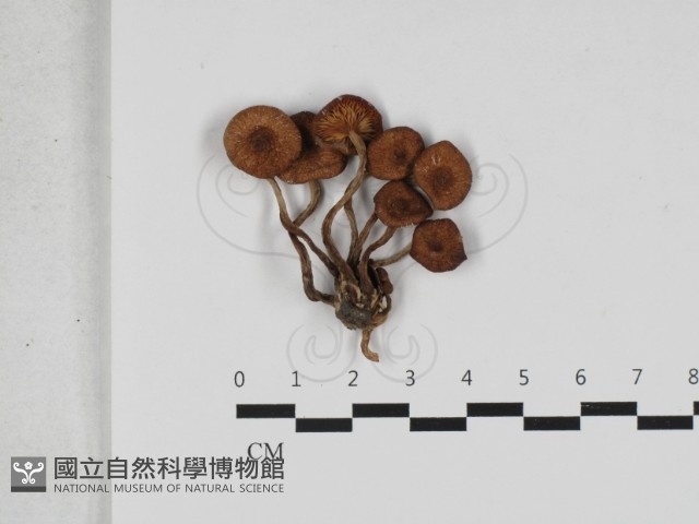 登錄號:F0033263藏品圖，第1張
