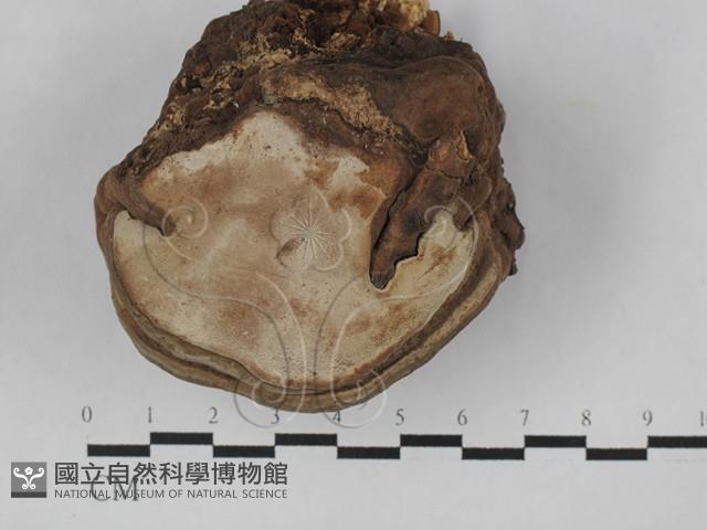 靈芝屬藏品圖，第1張