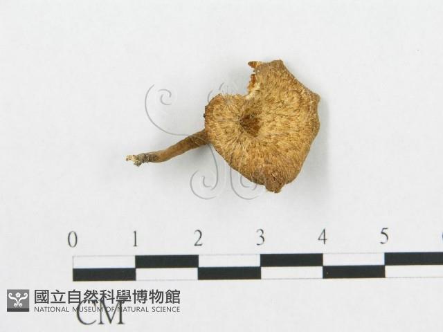 登錄號:F0010863藏品圖，第1張