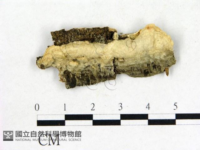 登錄號:F0006863藏品圖，第1張