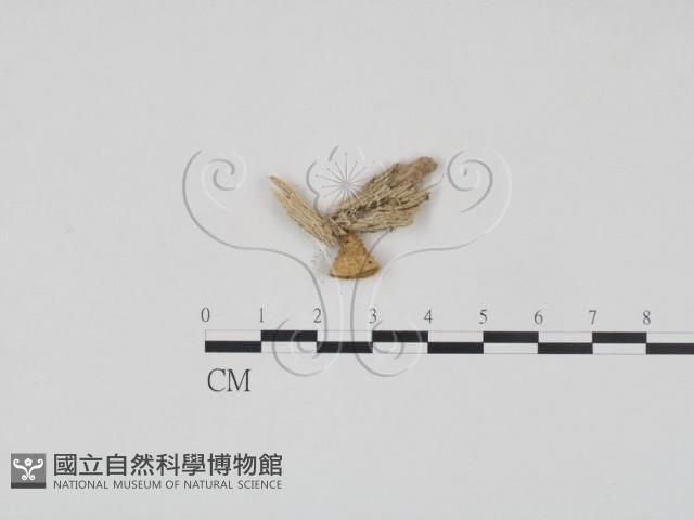 登錄號:F0001863藏品圖，第1張