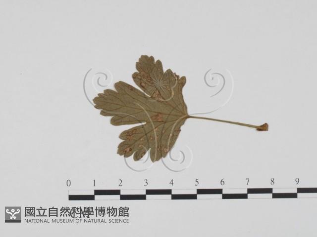 登錄號:F0011863藏品圖，第1張