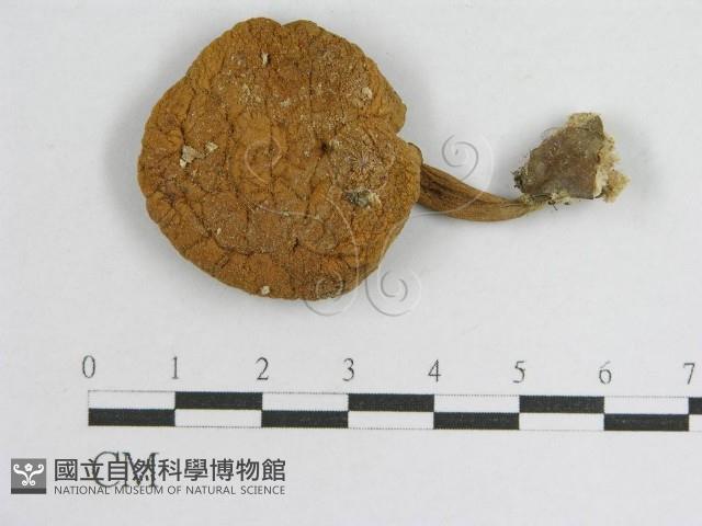 登錄號:F0004863藏品圖，第1張