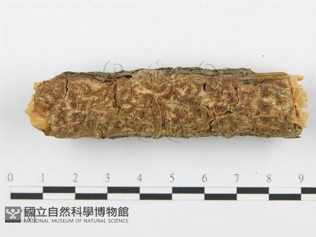 登錄號:F0014863藏品圖，第1張