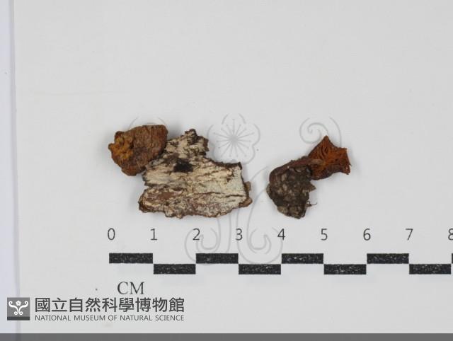 登錄號:F0034863藏品圖，第1張