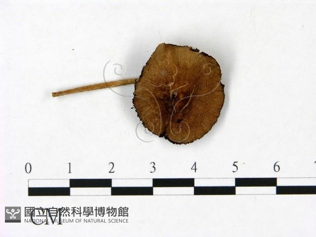 登錄號:F0022863藏品圖，第1張