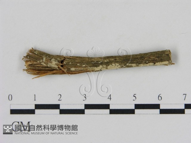 登錄號:F0002863藏品圖，第1張