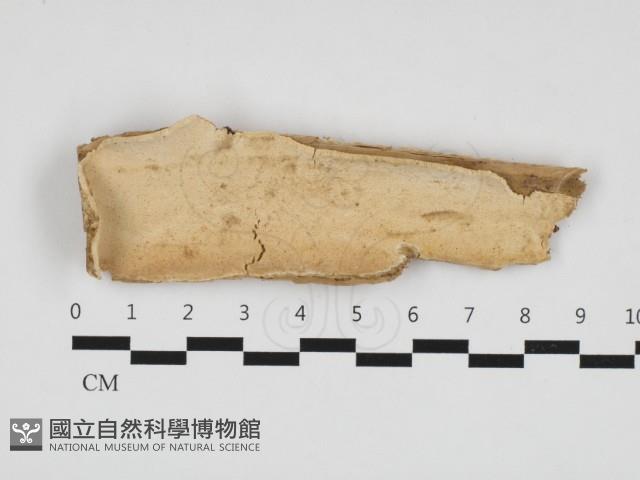 登錄號:F0032863藏品圖，第1張