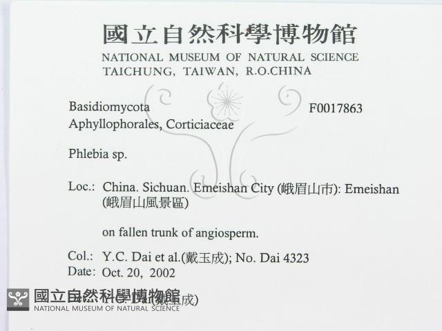 射脈菌屬藏品圖，第3張