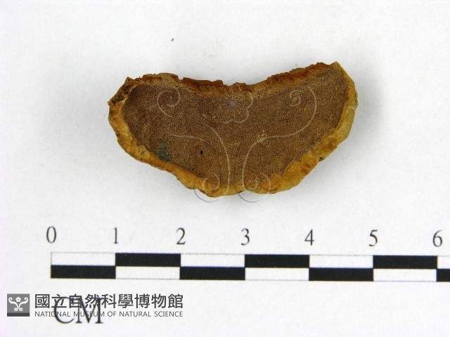 登錄號:F0005863藏品圖，第1張