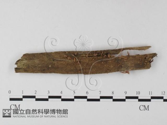 登錄號:F0015863藏品圖，第1張