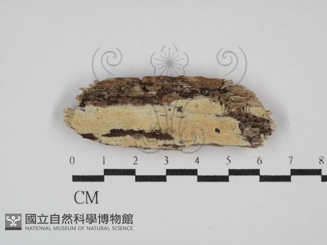 絲齒菌屬藏品圖，第1張