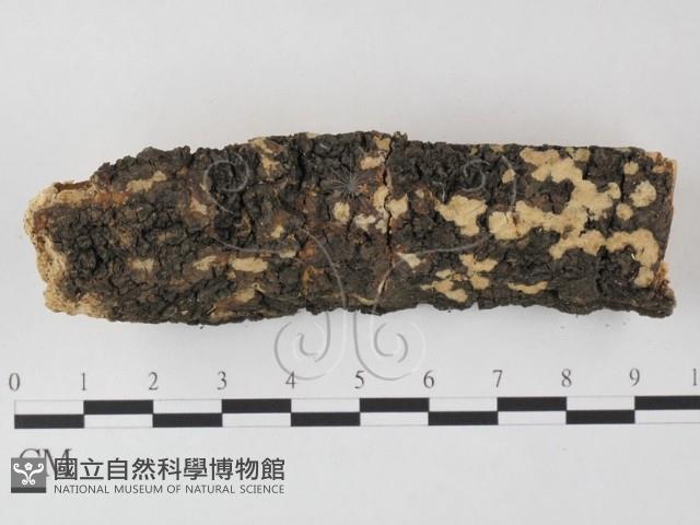 登錄號:F0003863藏品圖，第1張