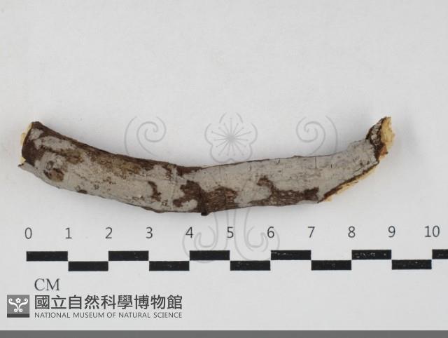 登錄號:F0033863藏品圖，第1張