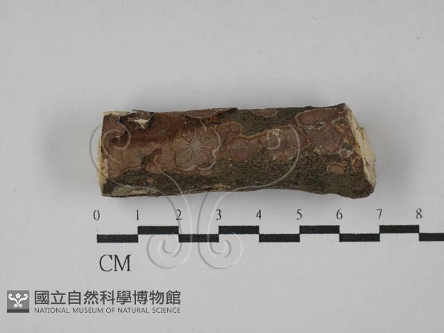刺革菌屬藏品圖，第1張