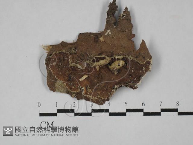 登錄號:F0020963藏品圖，第1張