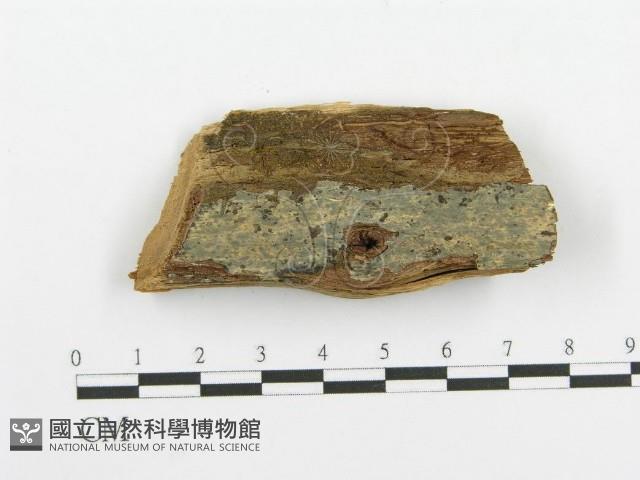 登錄號:F0000963藏品圖，第1張