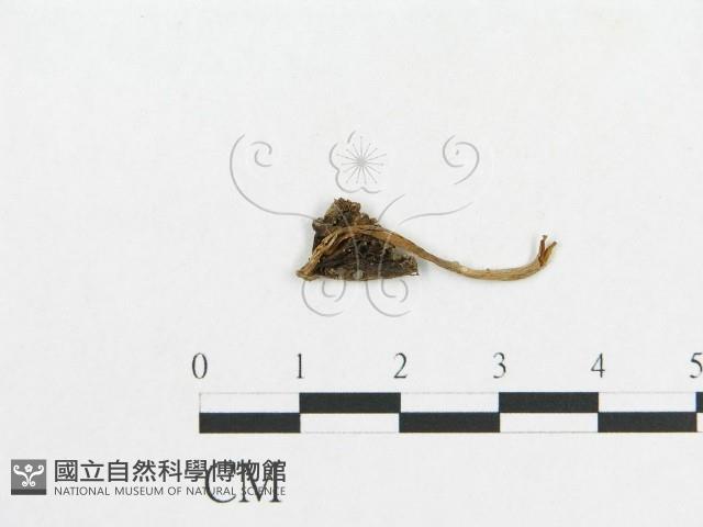 登錄號:F0010963藏品圖，第1張