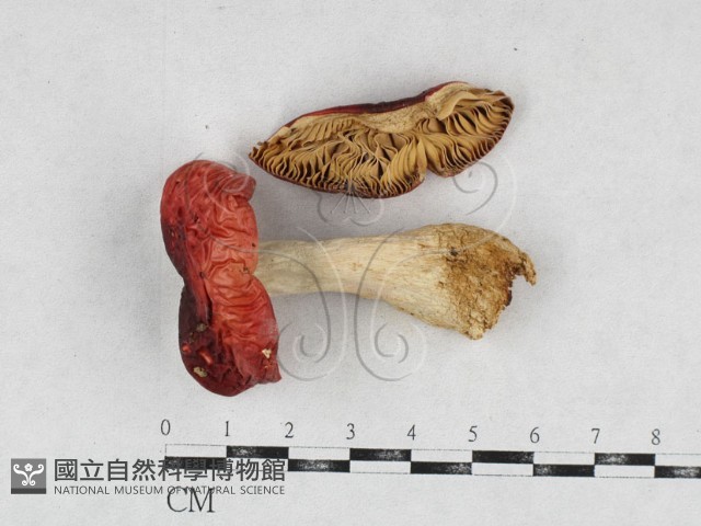 登錄號:F0026963藏品圖，第1張