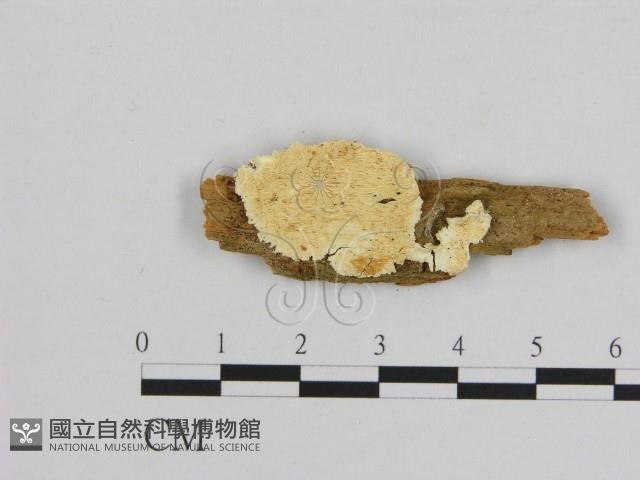 登錄號:F0006963藏品圖，第1張