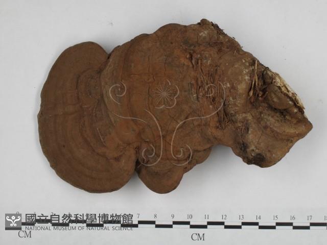 登錄號:F0016963藏品圖，第1張