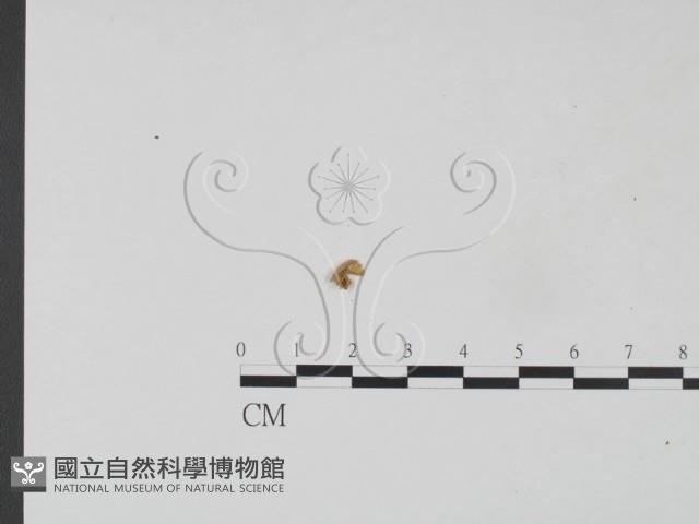 小皮傘屬藏品圖，第1張