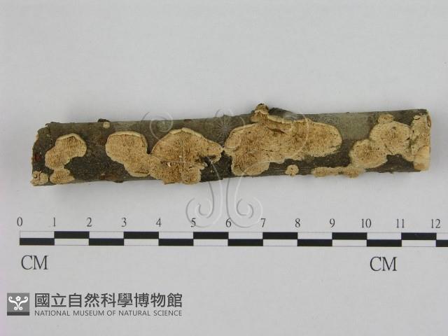 銳孔菌屬藏品圖，第1張