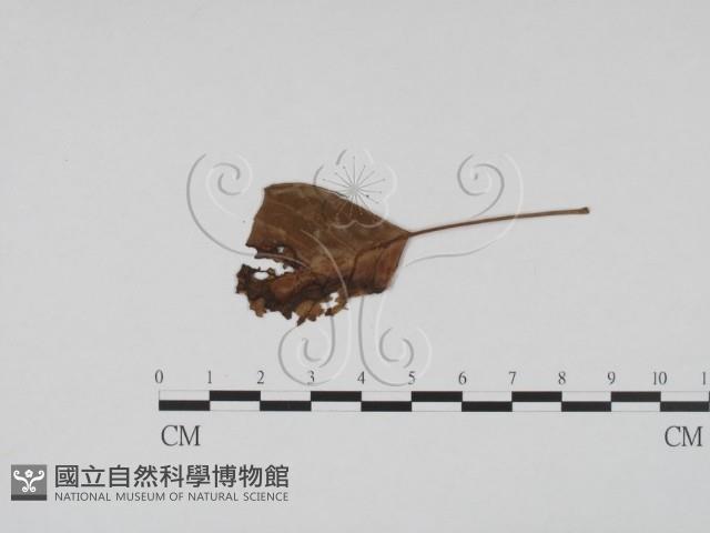 登錄號:F0011963藏品圖，第1張