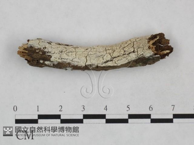 射脈菌屬藏品圖，第1張