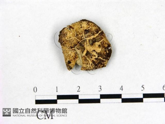 登錄號:F0004963藏品圖，第1張