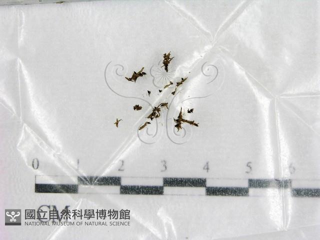 登錄號:F0007963藏品圖，第1張