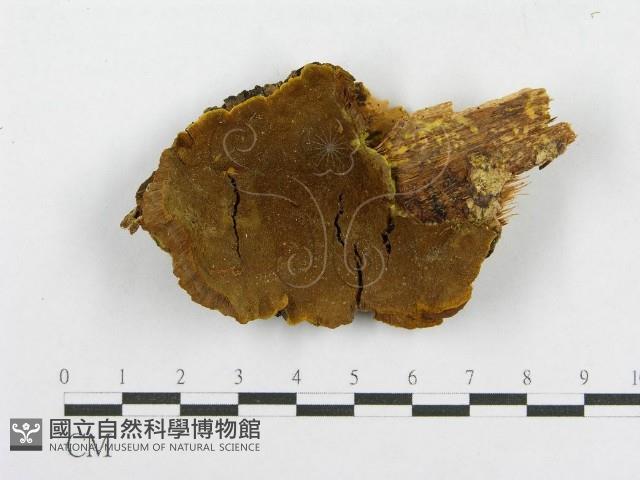 木層孔菌屬藏品圖，第1張