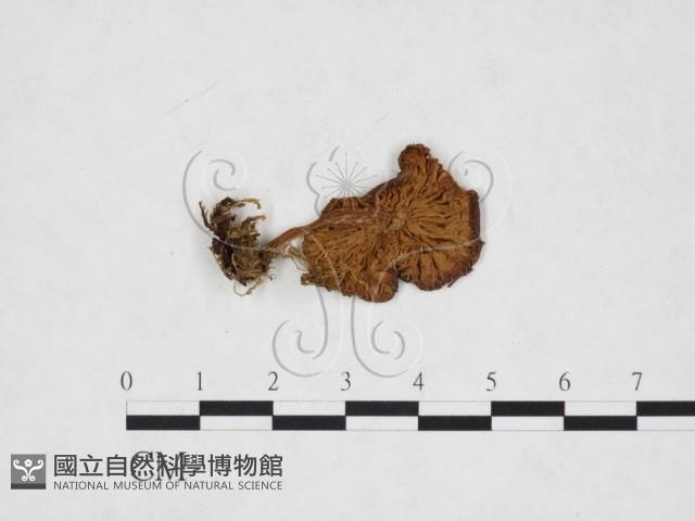 登錄號:F0025963藏品圖，第1張
