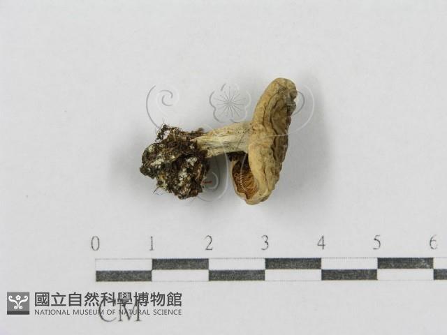 紅菇屬藏品圖，第1張