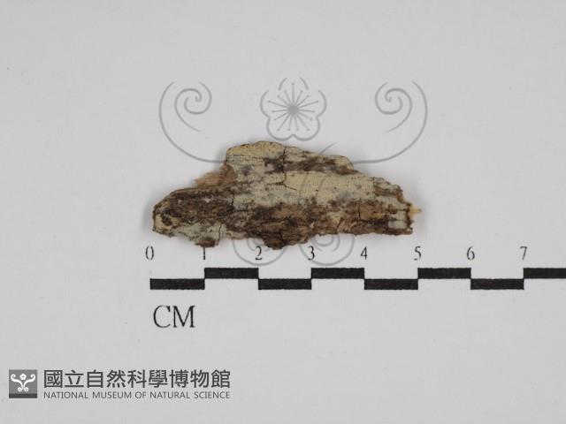 登錄號:F0029963藏品圖，第1張