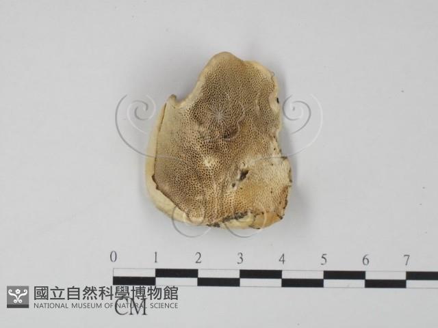 登錄號:F0019963藏品圖，第1張