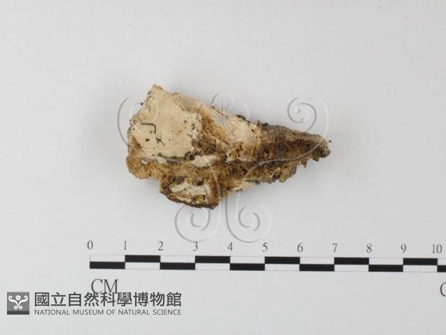 寡孔菌屬藏品圖，第1張