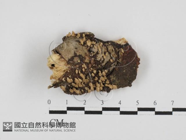 登錄號:F0028663藏品圖，第1張