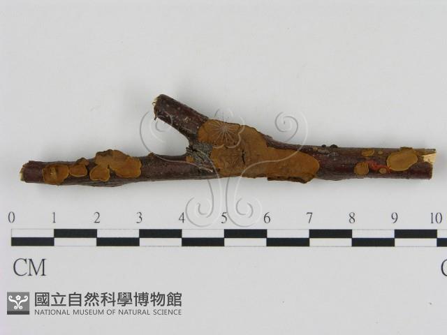 刺革菌屬藏品圖，第1張
