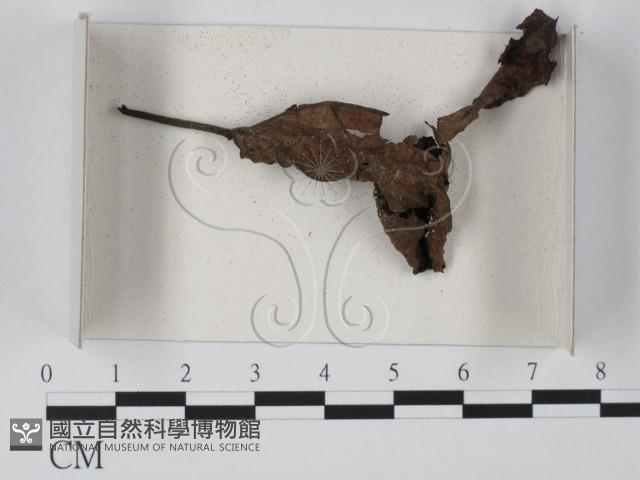 登錄號:F0018663藏品圖，第1張