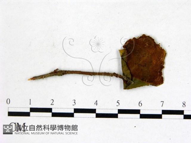 登錄號:F0020663藏品圖，第1張