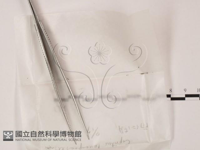 登錄號:F0000663藏品圖，第1張