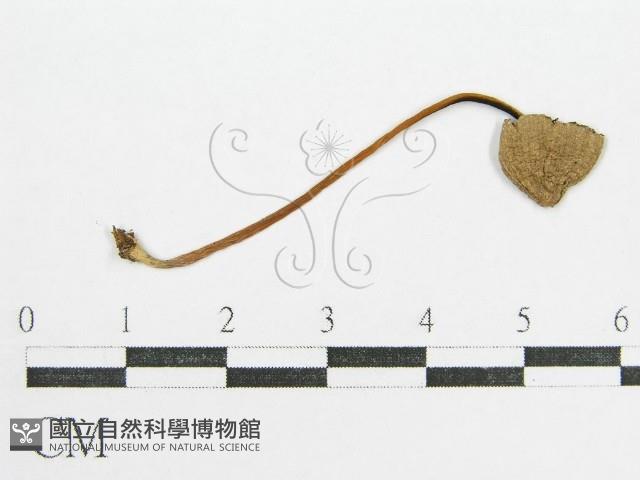 鬼傘屬藏品圖，第1張